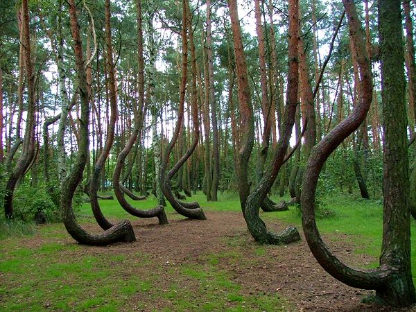 crooked-forest-gryfino-poland