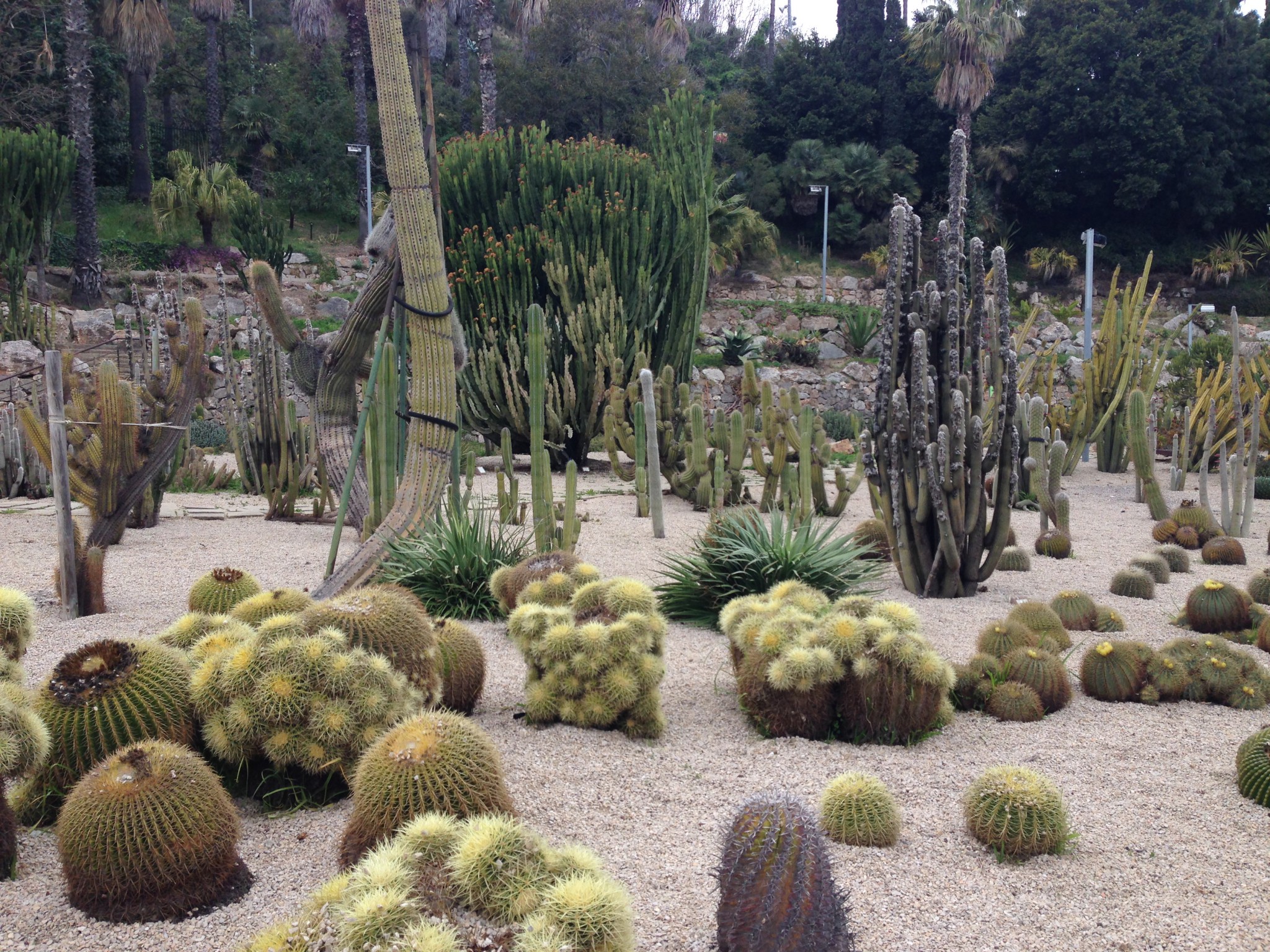 El parque de los cactus de Barcelona