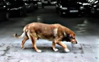 Canelo, el perro más famoso de Cádiz